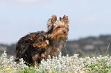 YORKSHIRE TERRIER 082